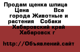 Продам щенка шпица.  › Цена ­ 15 000 - Все города Животные и растения » Собаки   . Хабаровский край,Хабаровск г.